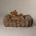 Scruffs Alpine - Hondenmand - Urban Taupe