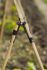 Nature Verbindingsstuk voor Plantstokken - Klim- en Geleide Artikelen - Accessoires - 2 cm - 3 stuks