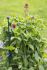 Nature Plantensteun rond - Klim- en Geleide Artikelen - Plantensteunen - 23,5 cm - 1 stuk