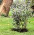 Nature Plantensteun - Klim- en Geleide Artikelen - Plantensteunen - 80 cm - 1 stuk