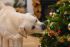 Beeztees Kerststok Munchy - Hondensnack - 5 stuks