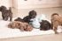 Beeztees Draak Knuffeldoek - Puppyspeelgoed - Groen - S - 31,5x25x7,5 cm