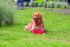 Beeztees Haai Aart - Waterspeelgoed Hond - Rood - 50x16x6,5 cm