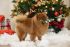 Beeztees Kerstboom - Kerst Hondenspeelgoed - 
