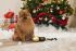 Beeztees Vuurpijl - Flostouw - Kerst Hondenspeelgoed - 