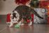 Beeztees Kerstmuizen - Kattenspeeltje - Rood/Groen - 10x4x4 cm - 4 stuks