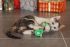 Beeztees Kerstmuizen - Kattenspeeltje - Rood/Groen - 10x4x4 cm - 4 stuks