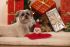 Beeztees Doek Kerstman - Knuffel - Hondenspeelgoed - Rood - 21x15 cm