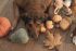 Beeztees Eikel met Touw - Knuffel - Hondenspeelgoed - Bruin - 24x11x10 cm