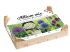 Florex Allium Bloembollen mix - in Kistje - Multi - 35 stuks