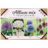 Allium Sieruien - Bloembollen - Gemengd - 35 stuks