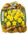 Florex Narcissen Voordeelverpakking  - Bloembollen - Geel - 50 stuks