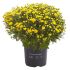 Bolchrysant - Eenjarige plant - Diverse kleuren