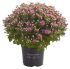 Bolchrysant - Eenjarige plant - Diverse kleuren