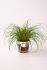 Kattengras (Cyperus) - Kamerplant - ⌀ 12 cm