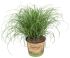 Kattengras (Cyperus) - Kamerplant - ⌀ 12 cm