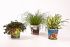 Kattengras (Cyperus) - Kamerplant - ⌀ 12 cm