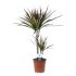 Drakenbloedboom (Dracaena) Mix - Kamerplant - ⌀ 17 cm