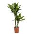 Drakenbloedboom (Dracaena) Mix - Kamerplant - ⌀ 17 cm