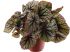 Bladbegonia - Kamerplant - ⌀ 12 cm