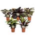 Calathea Mix - Kamerplant - ⌀ 14 cm