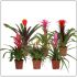 Bromelia - Kamerplant - ⌀ 12 cm - Meerkleurig