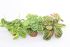 Gebedsplant (Maranta) - Kamerplant - ⌀ 12 cm