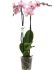 Orchidee (Phalaenopsis) - Kamerplant - Meerkleurig - ⌀ 12 cm