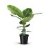 Bananenplant (Musa Dwarf Cavendish) - Kamerplant - ⌀ 21 cm