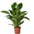 Spathiphyllum Vivaldi (lepelplant) - Kamerplant - ⌀ 17 cm - Wit