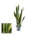 Sanseveria (vrouwentong) Breedbladig - Kamerplant - ⌀ 12 cm