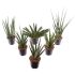 Sanseveria (vrouwentong) Luxe Mix - Kamerplant - ⌀ 12 cm