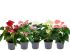Anthurium Karma (flamingoplant) - Kamerplant - Wit-Roze-Rood - ⌀ 12 cm