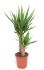Yucca (palmlelie) - Kamerplant - ⌀ 21 cm