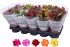 Kalanchoë - Kamerplant - Wit-Geel-Roze-Rood-Oranje - ⌀ 12 cm
