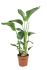 Strelitzia Nicolai (paradijsvogelplant) - Kamerplant - ⌀ 21 cm