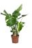Monstera (gatenplant) - Kamerplant - ⌀ 21 cm