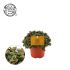Schildpadplant (Callisia Turtle) - Kamerplant - ⌀ 10,5 cm