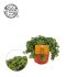 Sedum Tornado (vetkruid) - Kamerplant - ⌀ 10,5 cm