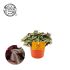 Tradescantia Zebrina (eendagsbloem) - Kamerplant - ⌀ 10,5 cm