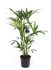 Kentia Palm (Howea Forsteriana) - Kamerplant - ⌀ 17 cm