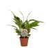 Spathiphyllum Torelli (lepelplant) - Kamerplant - Wit - ⌀ 12 cm