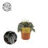 Peperomia Napoli Nights - Kamerplant - ⌀ 10,5 cm