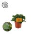 Peperomia Obtipan - Kamerplant - ⌀ 10,5 cm