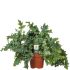 Varenmix - Kamerplant - ⌀ 17 cm