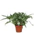 Varenmix - Kamerplant - ⌀ 17 cm