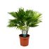 Livistona Rotundifolia (waaierpalm) - Kamerplant - ⌀ 14 cm
