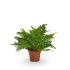Blechnum 'Silver Lady' (dubbelloofvaren) - Kamerplant - ⌀ 17 cm