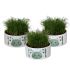 Kattengras (Cyperus) in schaal - Kamerplant - ⌀ 16 cm