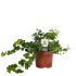 Hedera (klimop) - Kamerplant - ⌀ 12 cm